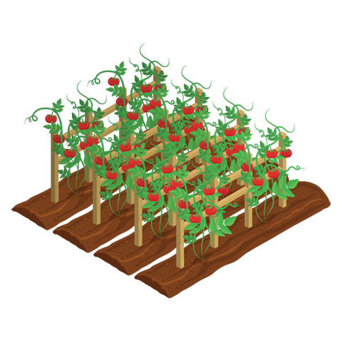 野菜類